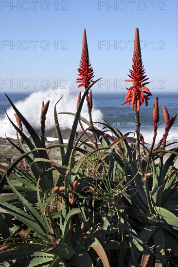 Indian Ocean and Aloe