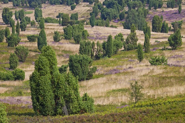 Lueneburg Heath