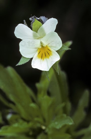 Field pansy