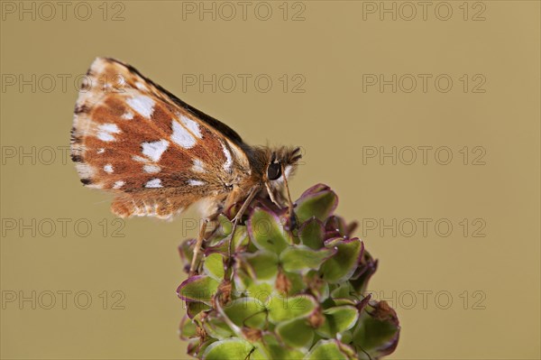 Red-underwing Skipper