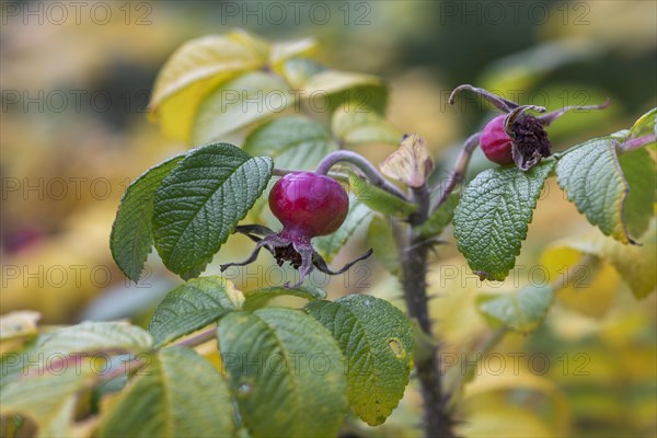 Rose hips