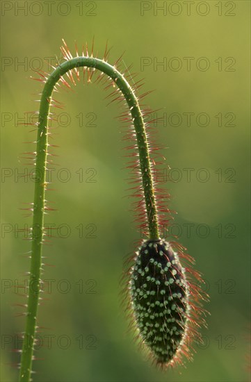 Bud of common poppy