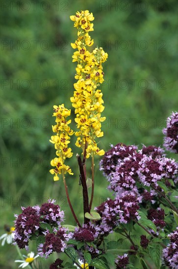 Dark mullein