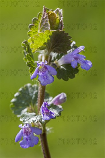 Creeping jenny