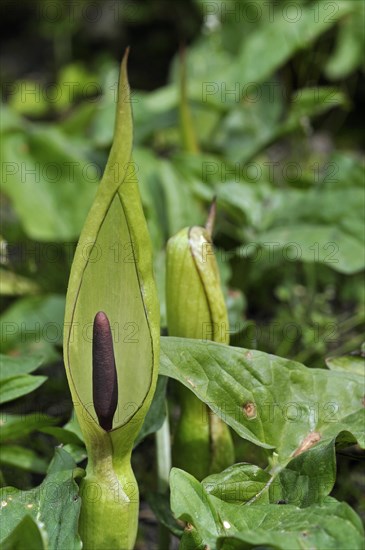 Wild arum