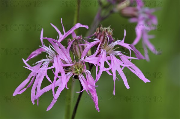 Ragged robin