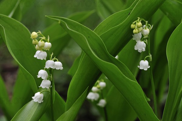 Lily of the Valley