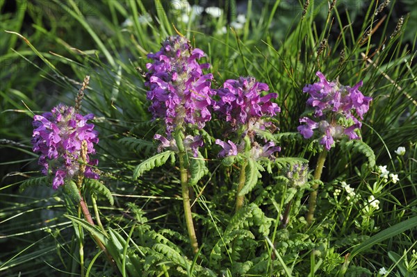 Whorled lousewort