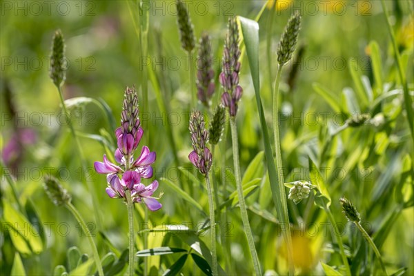 Common sainfoin