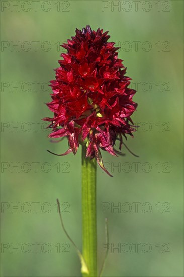 Black vanilla orchid