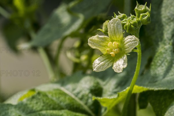 Red bryony