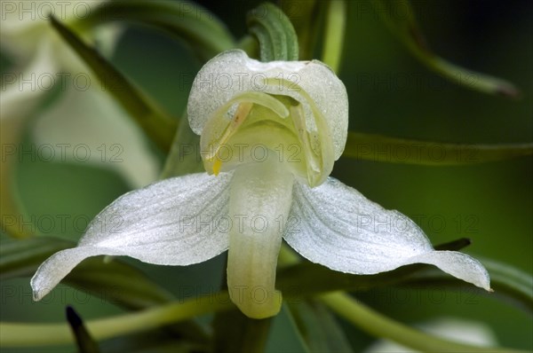 Greater butterfly orchid