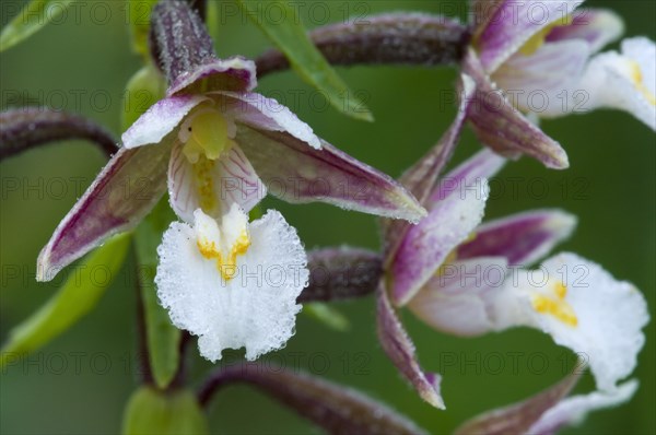 Marsh helleborine