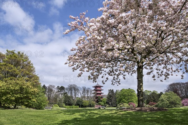 Magnolias blooming in the park of the Royal Palace of Laken and view over the Japanese Tower