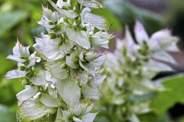 Clary sage