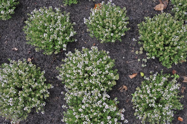 Garden thyme