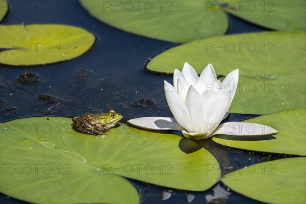 Edible frog