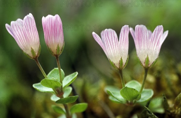 Bog pimpernel