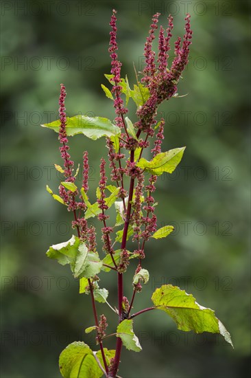 Broad-leaved dock