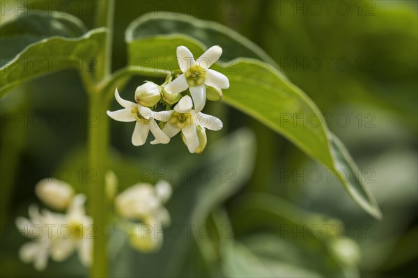 Swallow-wort