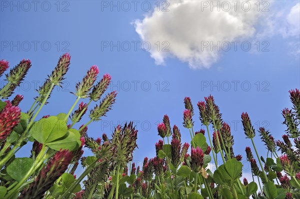 Field of Crimson clover