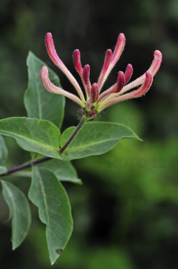 Common Honeysuckle