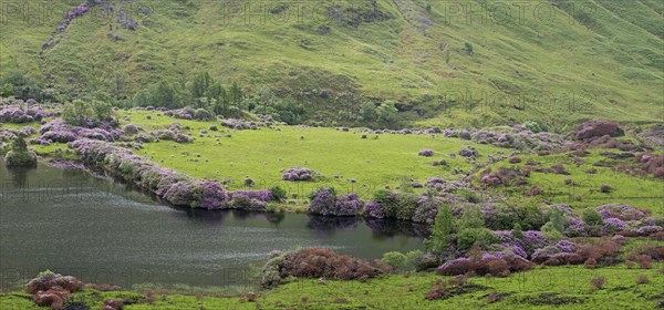 Common rhododendrons