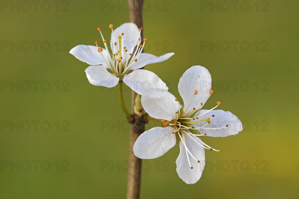 Blackthorn