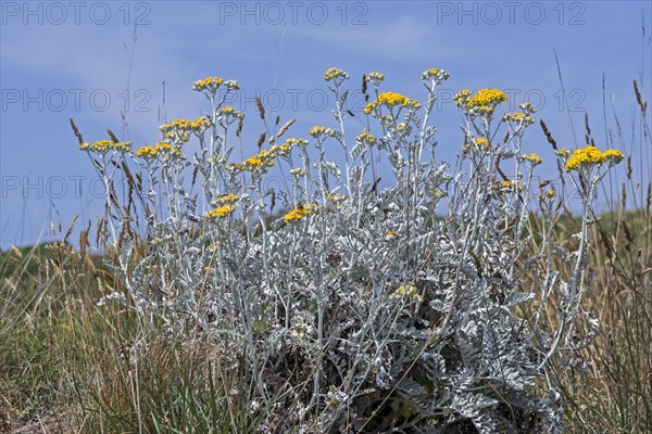 Silver ragwort