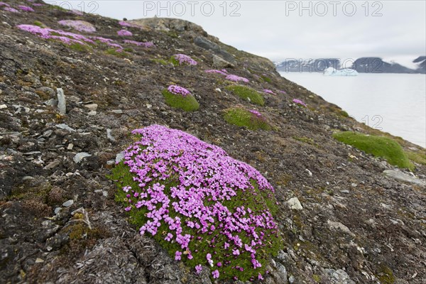 Moss campion