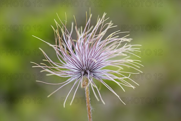 Fruiting plant