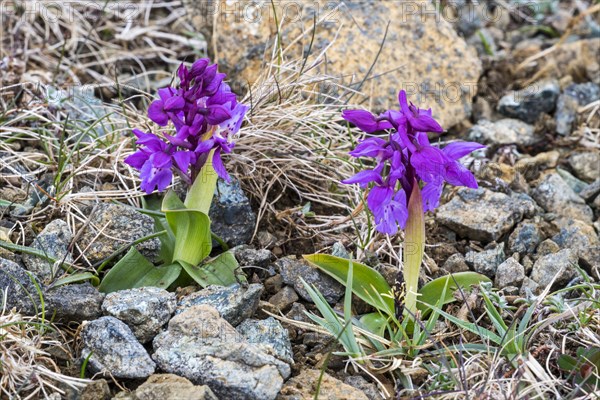 Early-purple orchid