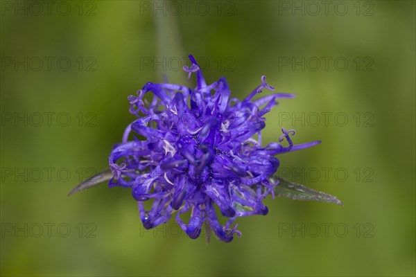 Round-headed rampion