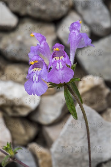 Red hemp-nettle