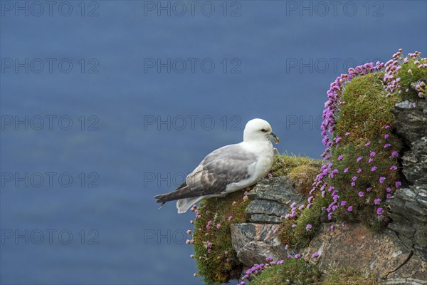 Northern fulmar