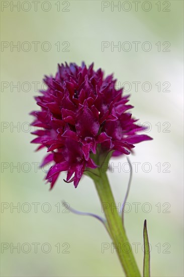 Black vanilla orchid