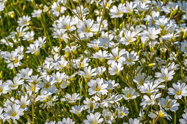 Field mouse-ear