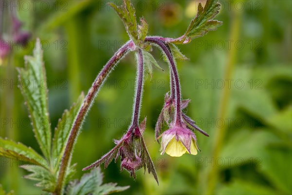 Wood avens