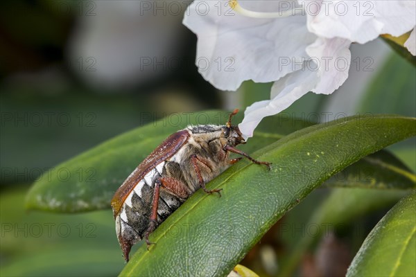 Common cockchafer