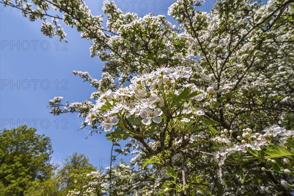 Blossoming common hawthorn