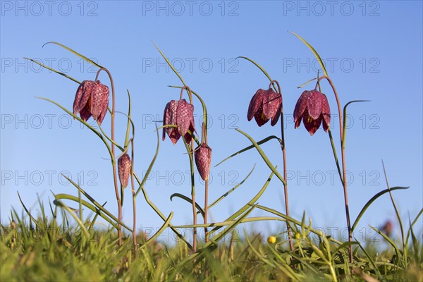 Snake's head fritillary