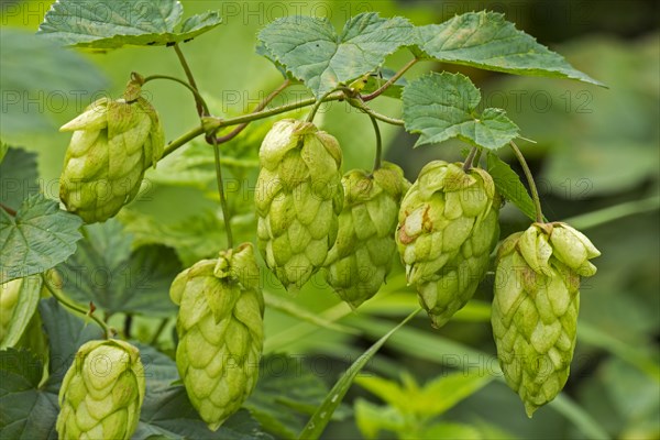 Common hop