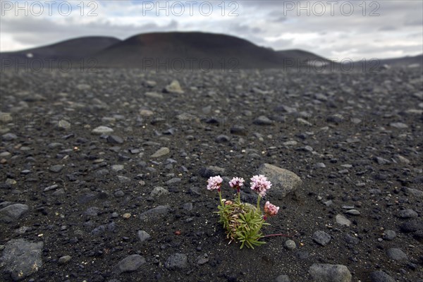 Sea thrift