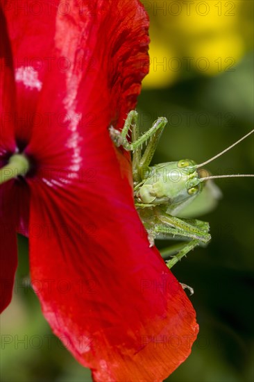 Great green bush-cricket