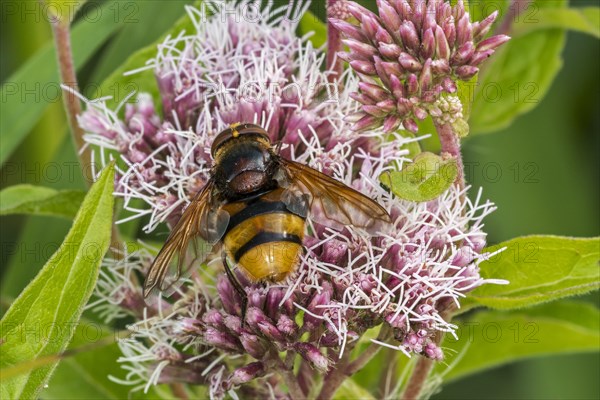 Hornet mimic hoverfly