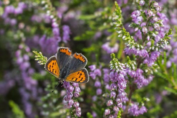 Small copper