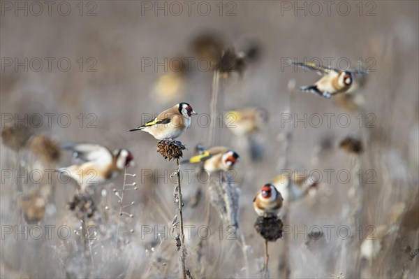 Flock of European goldfinches