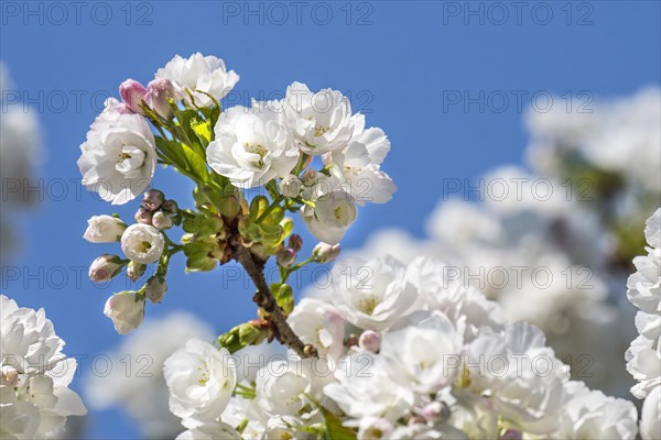 Japanese cherry