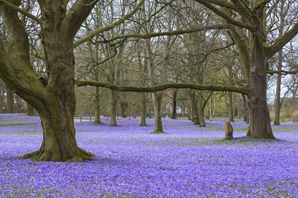 Purple carpet of blooming crocuses