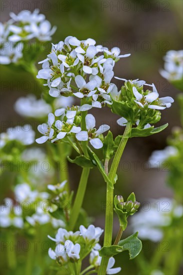 Common scurvygrass